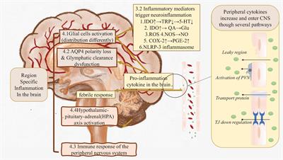 Frontiers | Inflammation From Peripheral Organs to the Brain: How